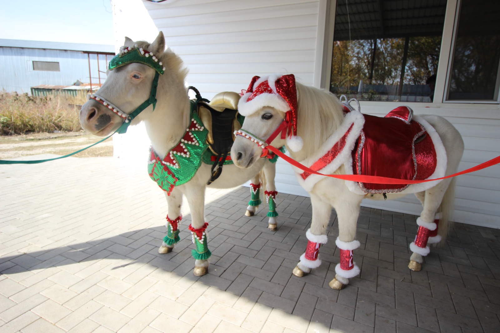 прокат лошадей в алматы новый года алматы 2026