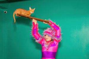 дрессированая кошка