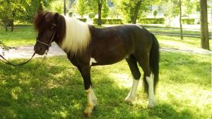 прокат пони в алматы здесь  