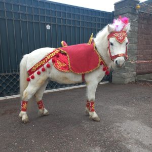 отметить праздник сундет той в алматы прокат пони