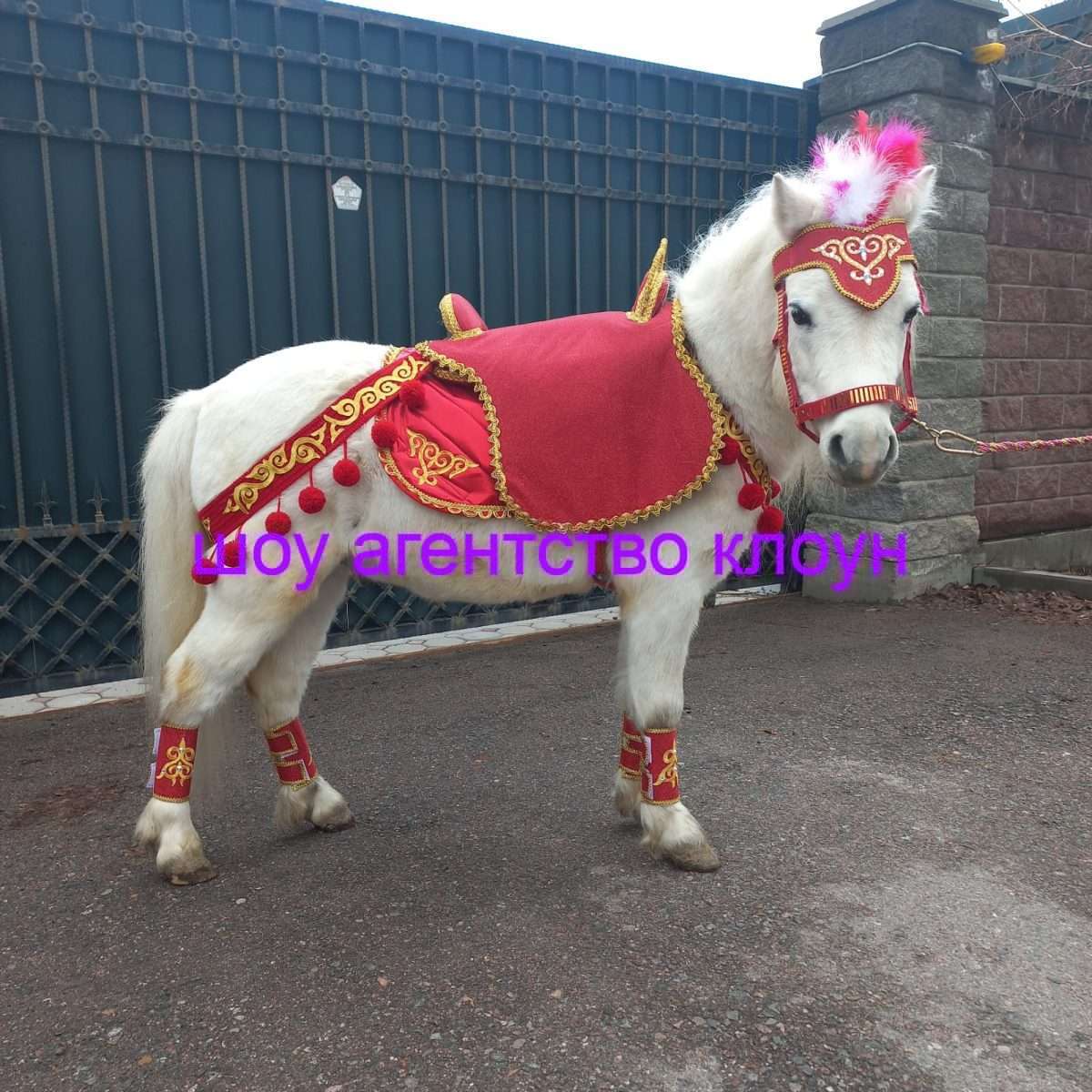 Прокат Пони в Алматы. Хотите удивить детей на празднике?