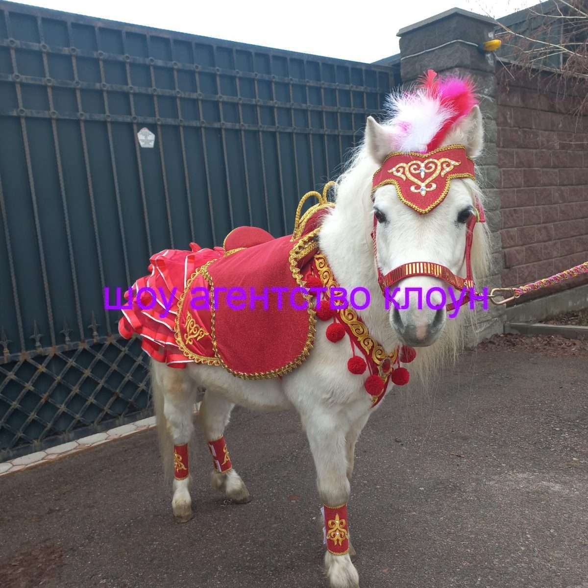 Прокат Пони в Алматы. Хотите удивить детей на празднике?