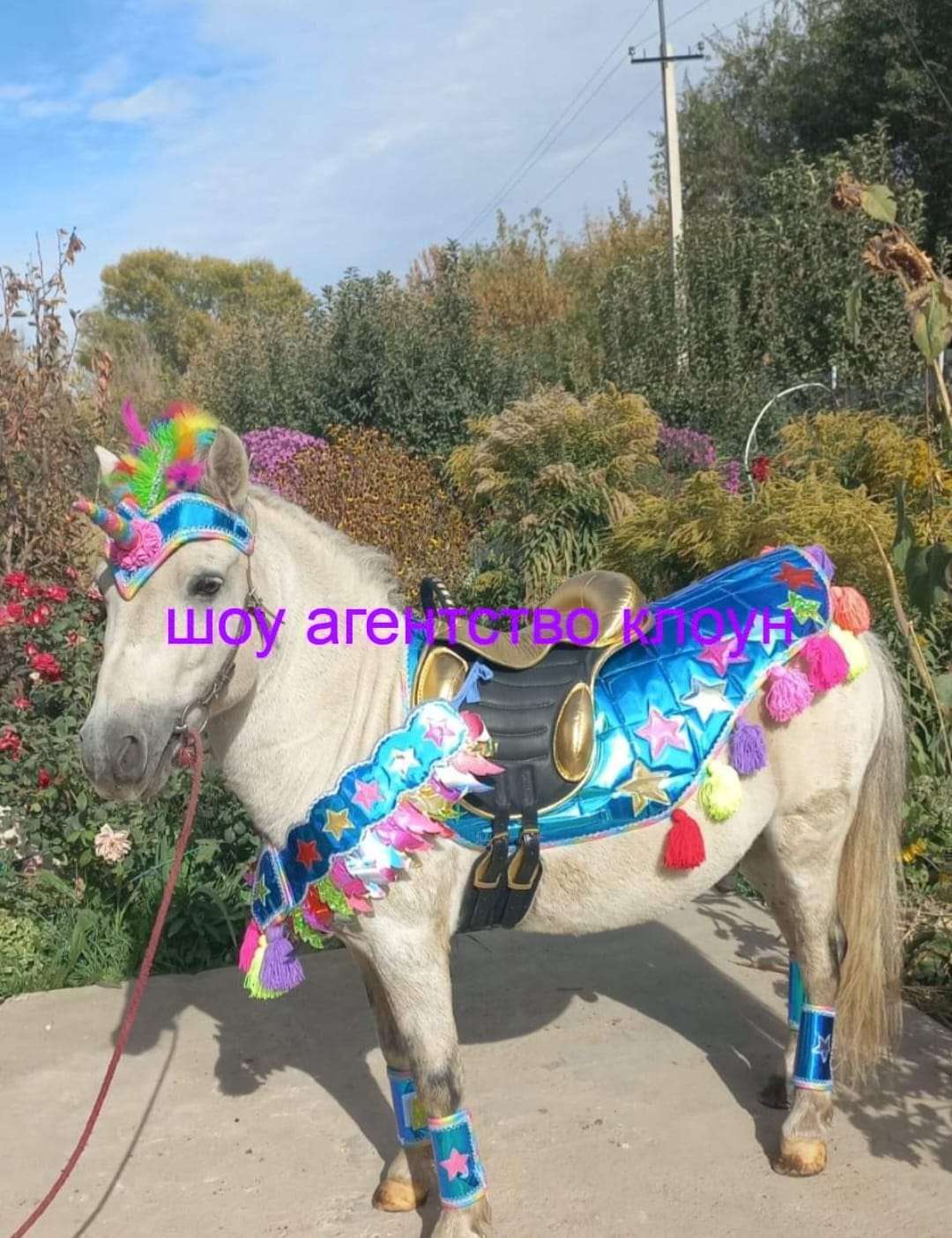 Прокат Пони в Алматы. Хотите удивить детей на празднике?