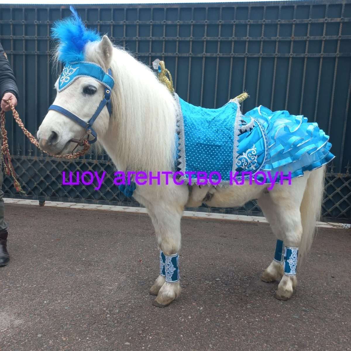 Прокат Пони в Алматы. Хотите удивить детей на празднике?