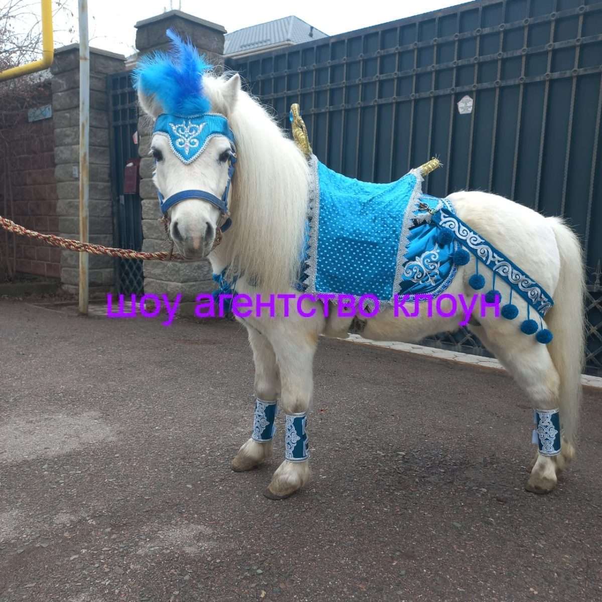 Прокат Пони в Алматы. Хотите удивить детей на празднике?