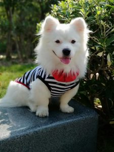 шоу дрессированных собак заказать