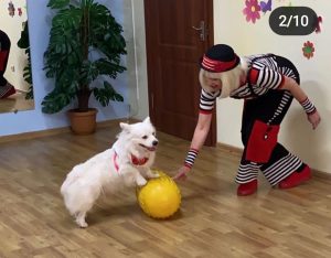 шоу дрессированных собак искать